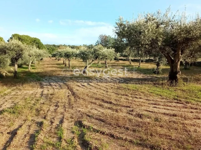 Terreno Agricola ou Rústico para Venda em Póvoa de Rio de Moinhos e Cafede Foto 12