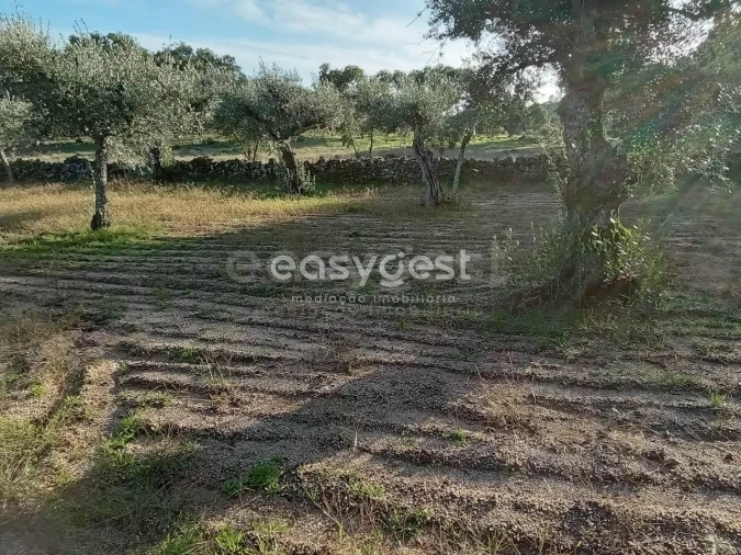 Terreno Agricola ou Rústico para Venda em Póvoa de Rio de Moinhos e Cafede Foto 14