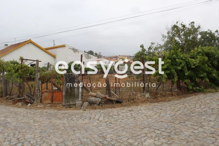 Terreno Agricola ou Rústico para Venda em Vieira de Leiria Foto 3
