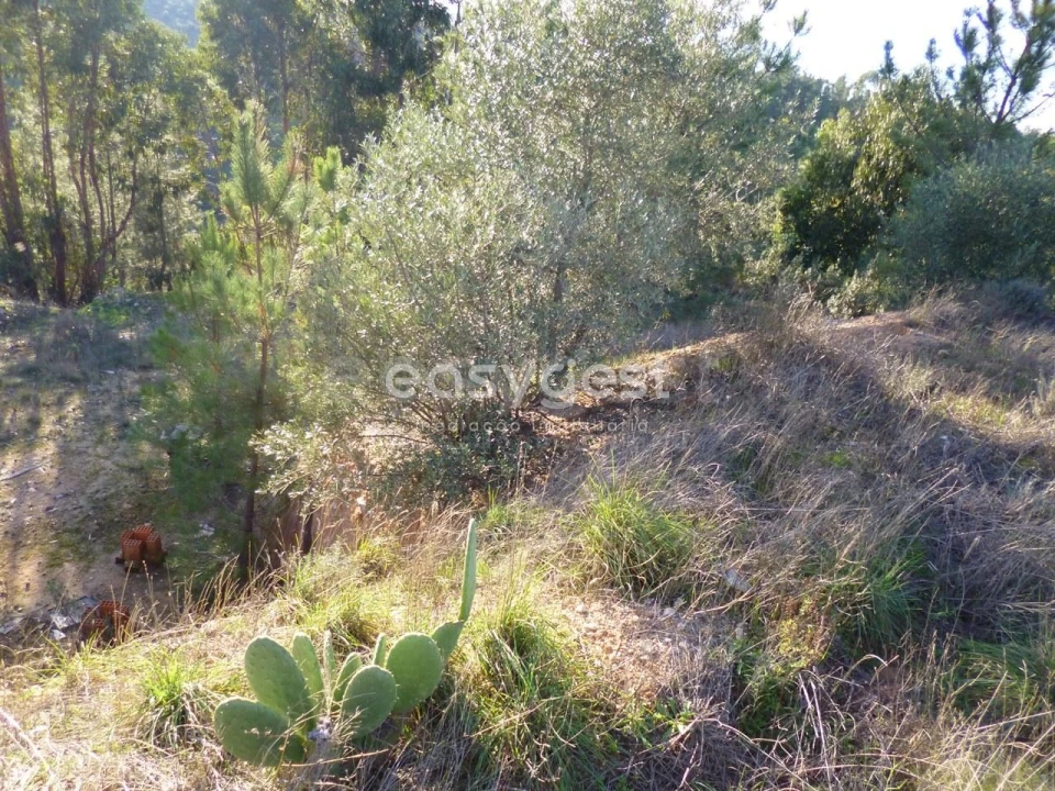 Terreno Agricola ou Rústico para Venda em Malpica do Tejo Foto 6
