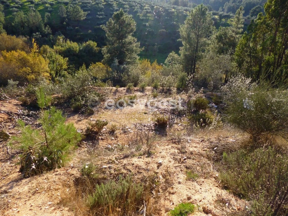 Terreno Agricola ou Rústico para Venda em Malpica do Tejo Foto 9