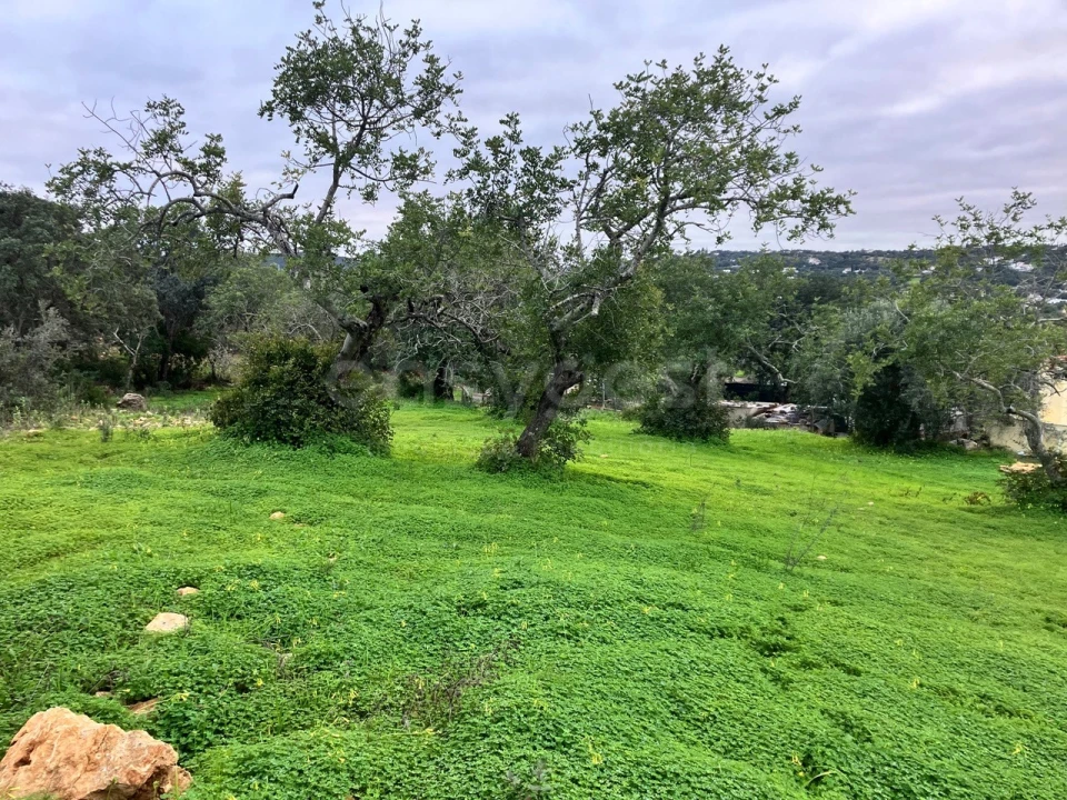 Terreno Agricola ou Rústico para Venda em Santa Barbara de Nexe Foto 4