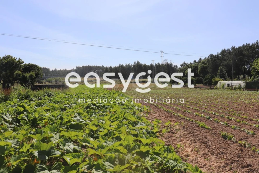 Terreno Agricola ou Rústico para Venda em Louriçal Foto 1