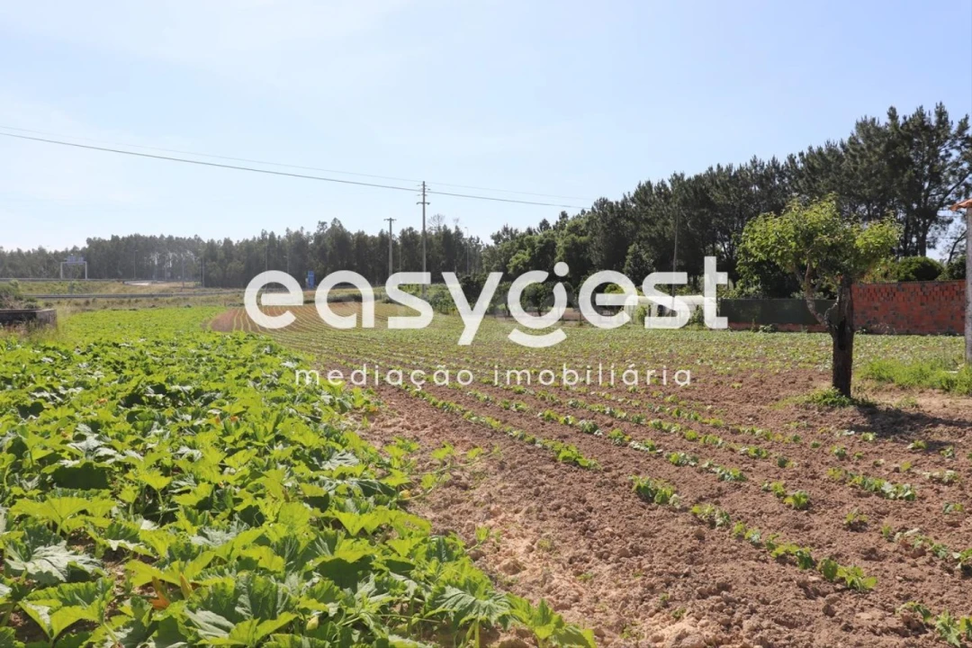 Terreno Agricola ou Rústico para Venda em Louriçal Foto 7