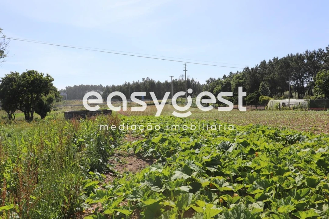 Terreno Agricola ou Rústico para Venda em Louriçal Foto 9