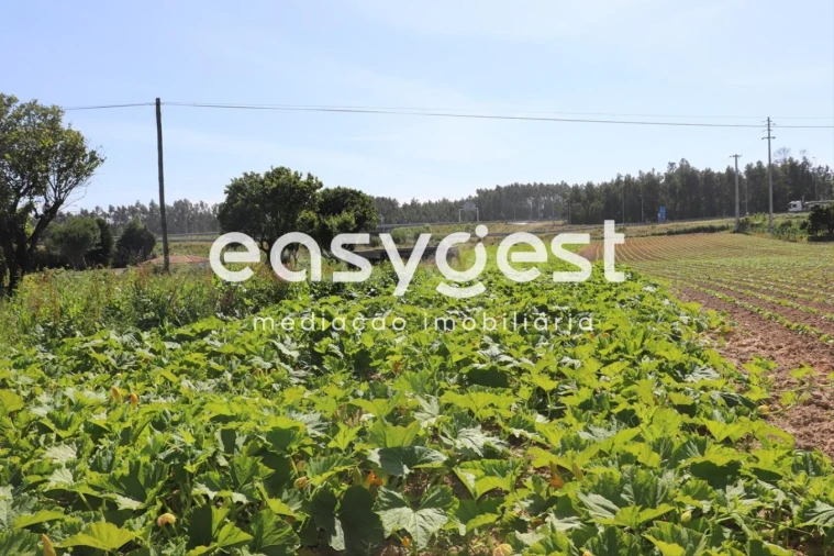 Terreno Agricola ou Rústico para Venda em Louriçal Foto 8