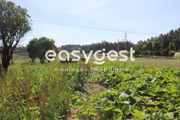 Terreno Agricola ou Rústico para Venda em Louriçal Foto 10