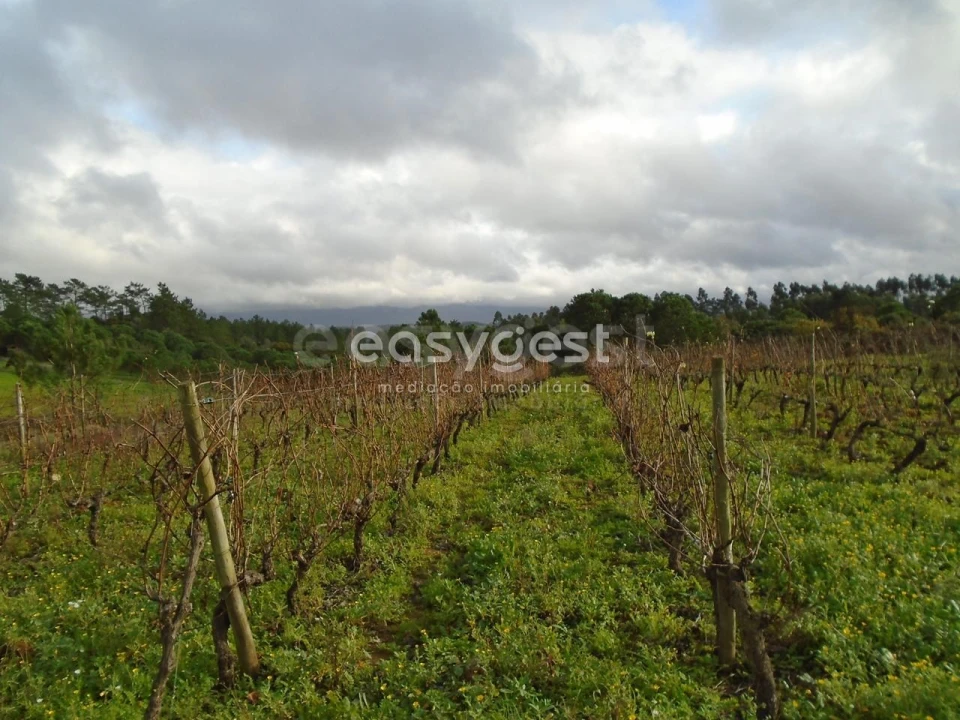 Terreno para Venda em Coz, Alpedriz e Montes Foto 3