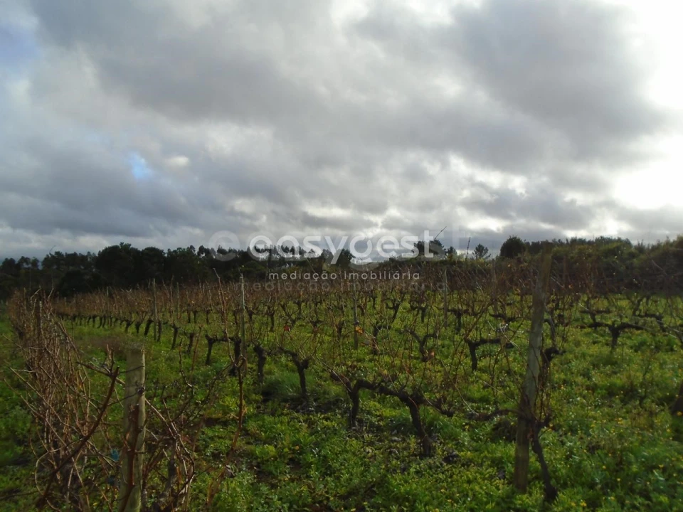 Terreno para Venda em Coz, Alpedriz e Montes Foto 6