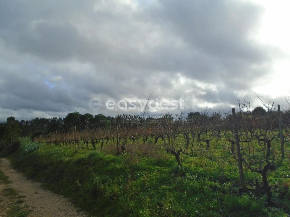 Terreno para Venda em Coz, Alpedriz e Montes Foto 9