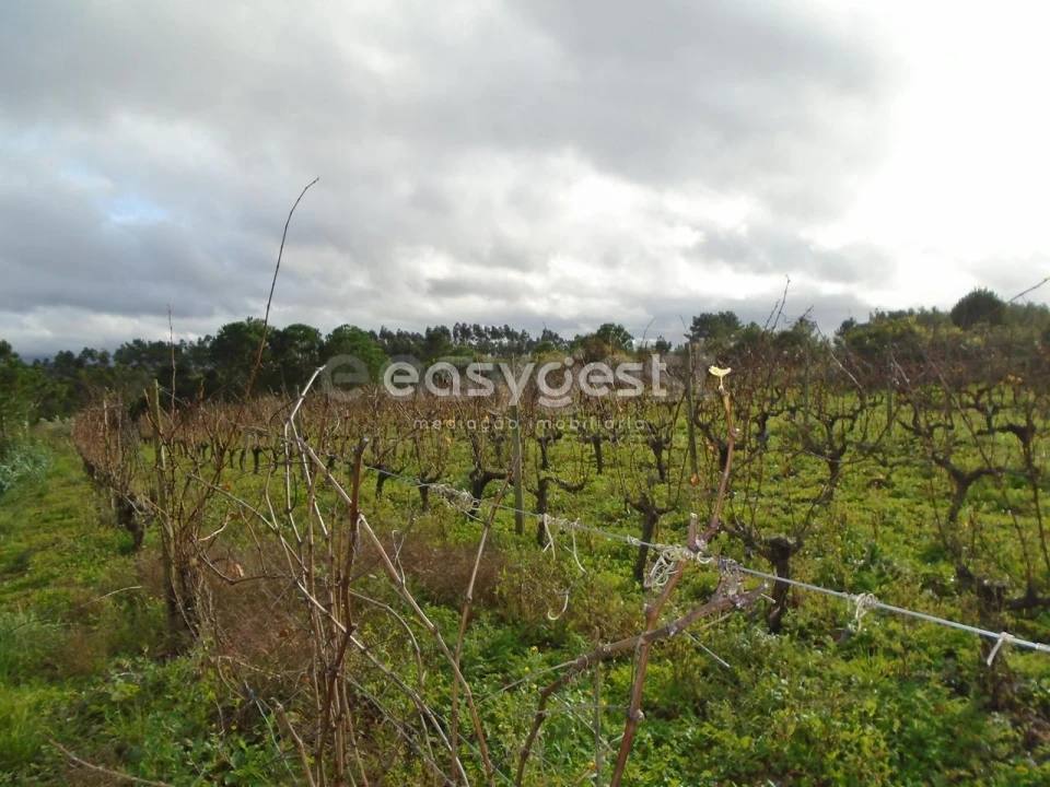 Terreno para Venda em Coz, Alpedriz e Montes Foto 12