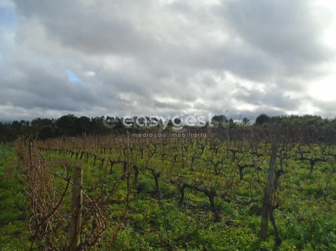 Terreno para Venda em Coz, Alpedriz e Montes Foto 7