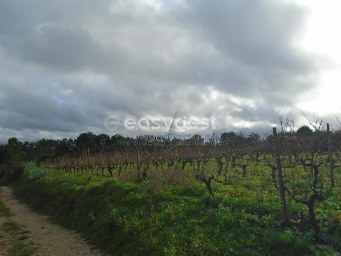 Terreno para Venda em Coz, Alpedriz e Montes Foto 9