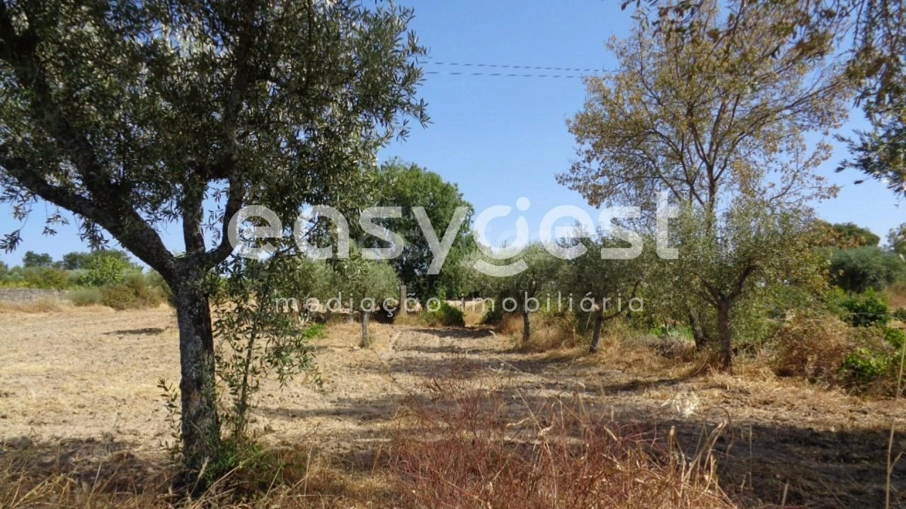 Terreno Agricola ou Rústico para Venda em São Miguel de Acha Foto 15