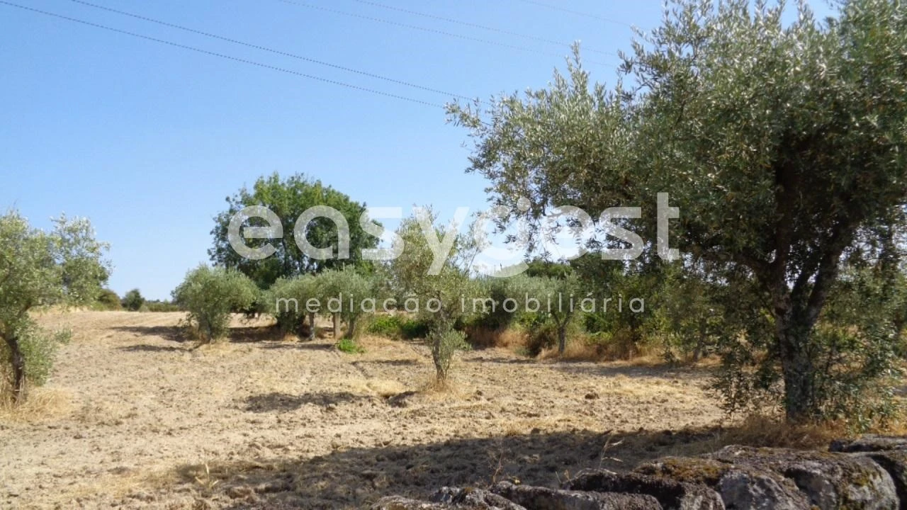 Terreno Agricola ou Rústico para Venda em São Miguel de Acha Foto 37