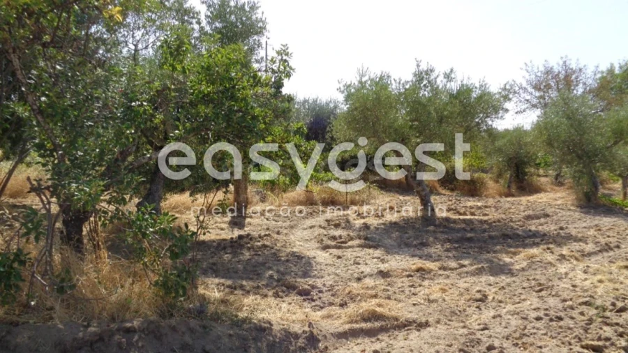 Terreno Agricola ou Rústico para Venda em São Miguel de Acha Foto 9
