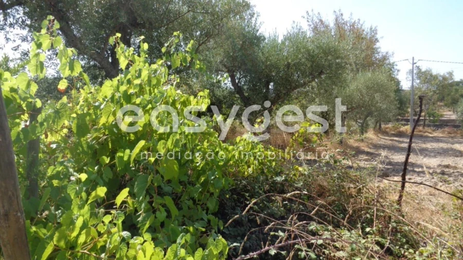 Terreno Agricola ou Rústico para Venda em São Miguel de Acha Foto 34