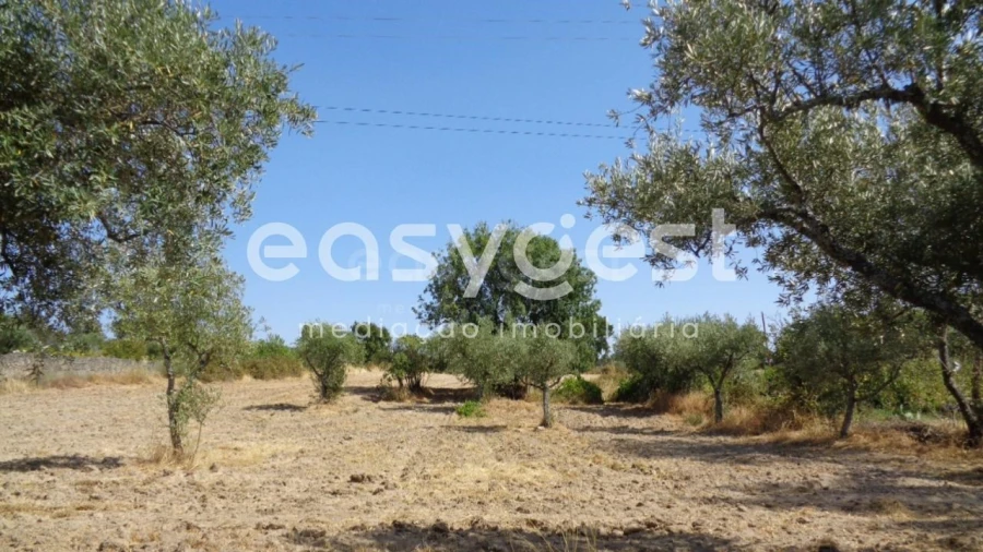 Terreno Agricola ou Rústico para Venda em São Miguel de Acha Foto 36
