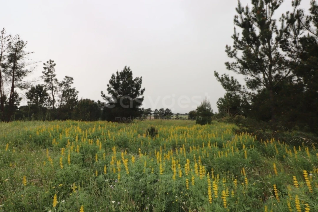 Terreno Agricola ou Rústico para Venda em Pegões Foto 3