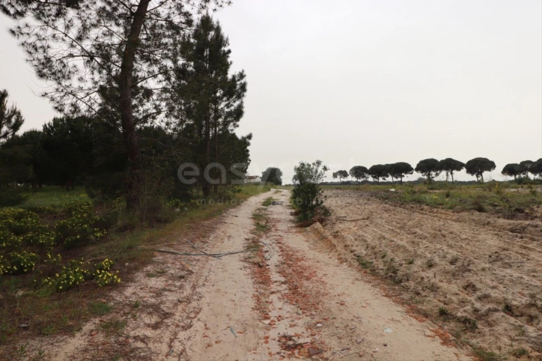 Terreno Agricola ou Rústico para Venda em Pegões Foto 4