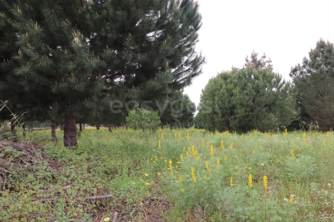 Terreno Agricola ou Rústico para Venda em Pegões Foto 7