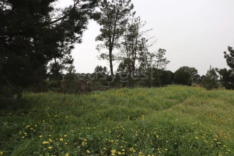 Terreno Agricola ou Rústico para Venda em Pegões Foto 1