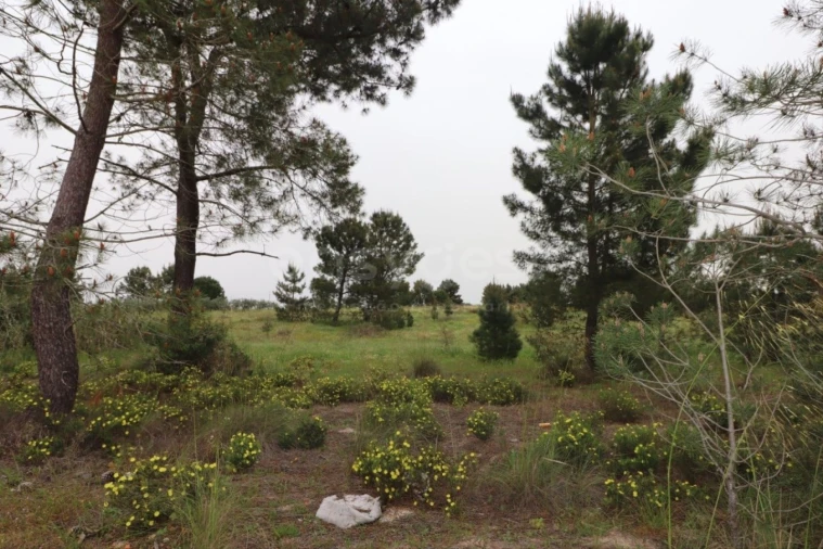 Terreno Agricola ou Rústico para Venda em Pegões Foto 2