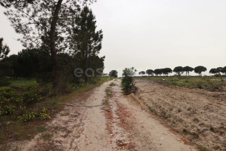 Terreno Agricola ou Rústico para Venda em Pegões Foto 4