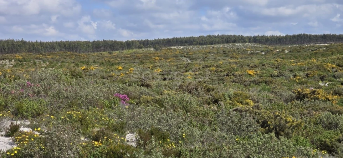 Terreno para Venda em Pataias e Martingança Foto 5