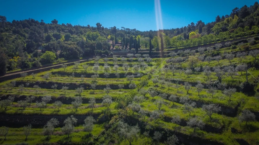 Quinta T14 para Venda em Torre de Moncorvo Foto 55