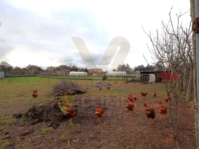 Moradia T4 para Venda em Ardegão, Freixo e Mato Foto 41