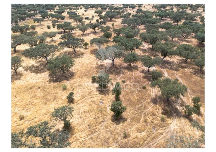Terreno para Venda em Nossa Senhora da Conceição, São Brás dos Matos, Juromenha Foto 18