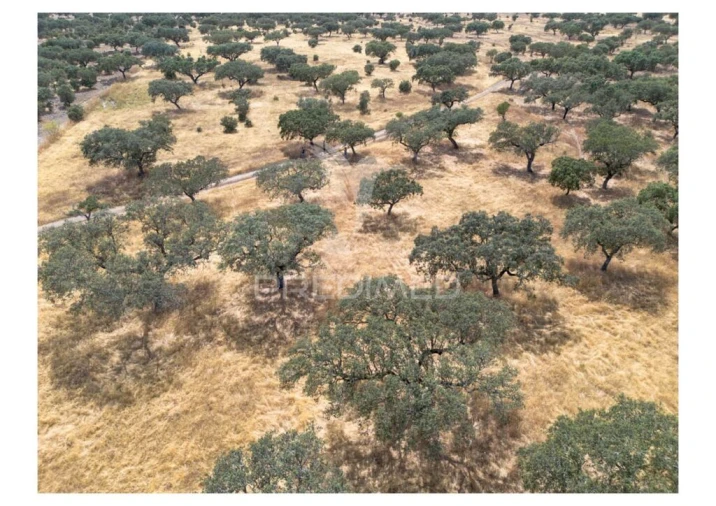 Terreno para Venda em Nossa Senhora da Conceição, São Brás dos Matos, Juromenha Foto 15