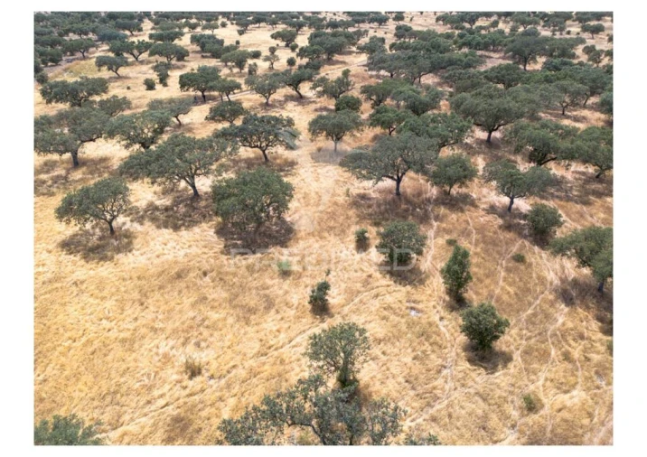 Terreno para Venda em Nossa Senhora da Conceição, São Brás dos Matos, Juromenha Foto 17