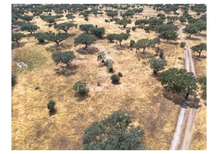 Terreno para Venda em Nossa Senhora da Conceição, São Brás dos Matos, Juromenha Foto 13