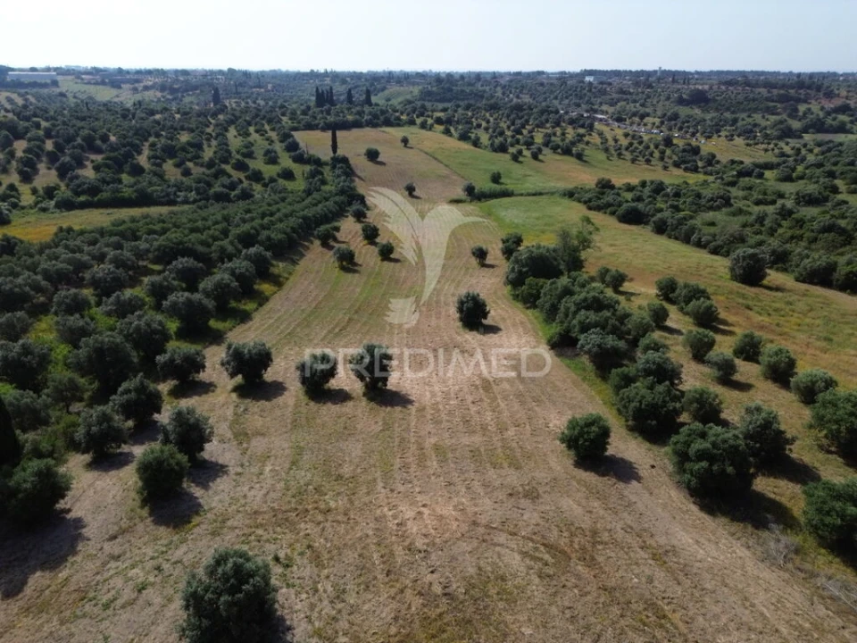 Terreno para Venda em Brogueira, Parceiros de Igreja e Alcorochel Foto 20