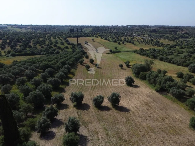 Terreno para Venda em Brogueira, Parceiros de Igreja e Alcorochel Foto 2