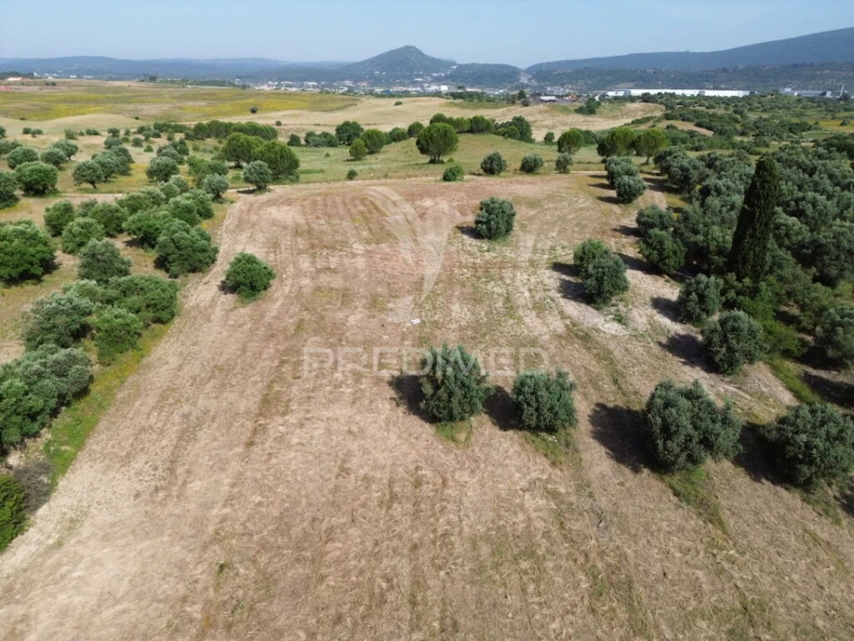 Terreno para Venda em Brogueira, Parceiros de Igreja e Alcorochel Foto 13