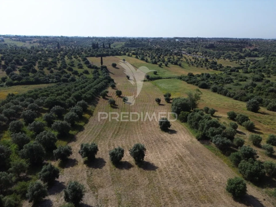 Terreno para Venda em Brogueira, Parceiros de Igreja e Alcorochel Foto 3