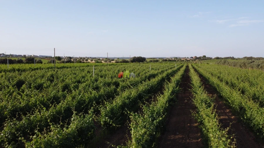 Quinta T5 para Venda em Reguengos de Monsaraz Foto 19