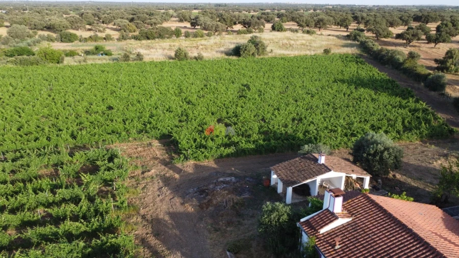 Quinta T5 para Venda em Reguengos de Monsaraz Foto 14