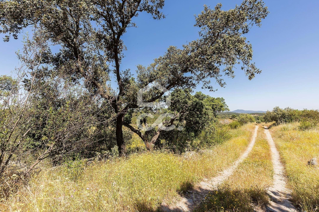 Terreno para Venda em Terena (São Pedro) Foto 23
