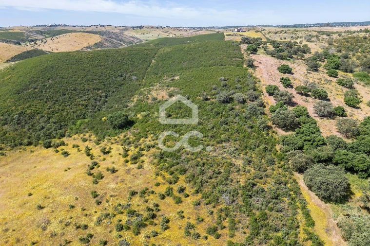 Terreno para Venda em Terena (São Pedro) Foto 37