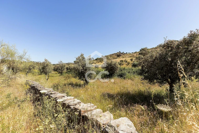 Terreno para Venda em Terena (São Pedro) Foto 9