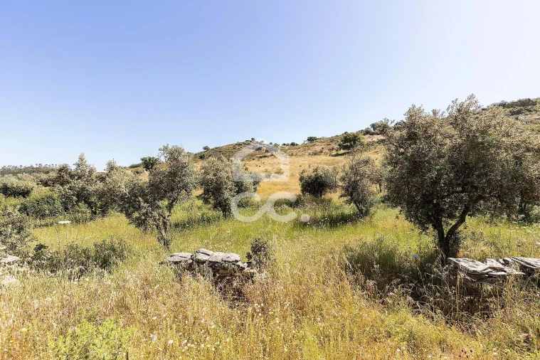 Terreno para Venda em Terena (São Pedro) Foto 15