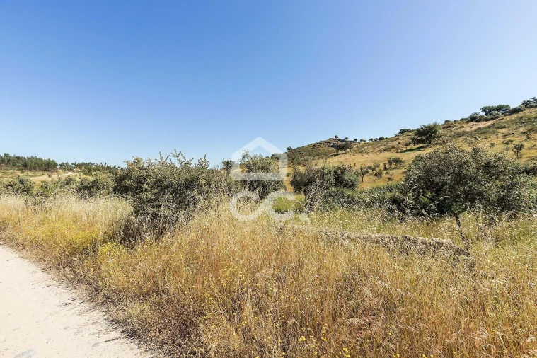 Terreno para Venda em Terena (São Pedro) Foto 7