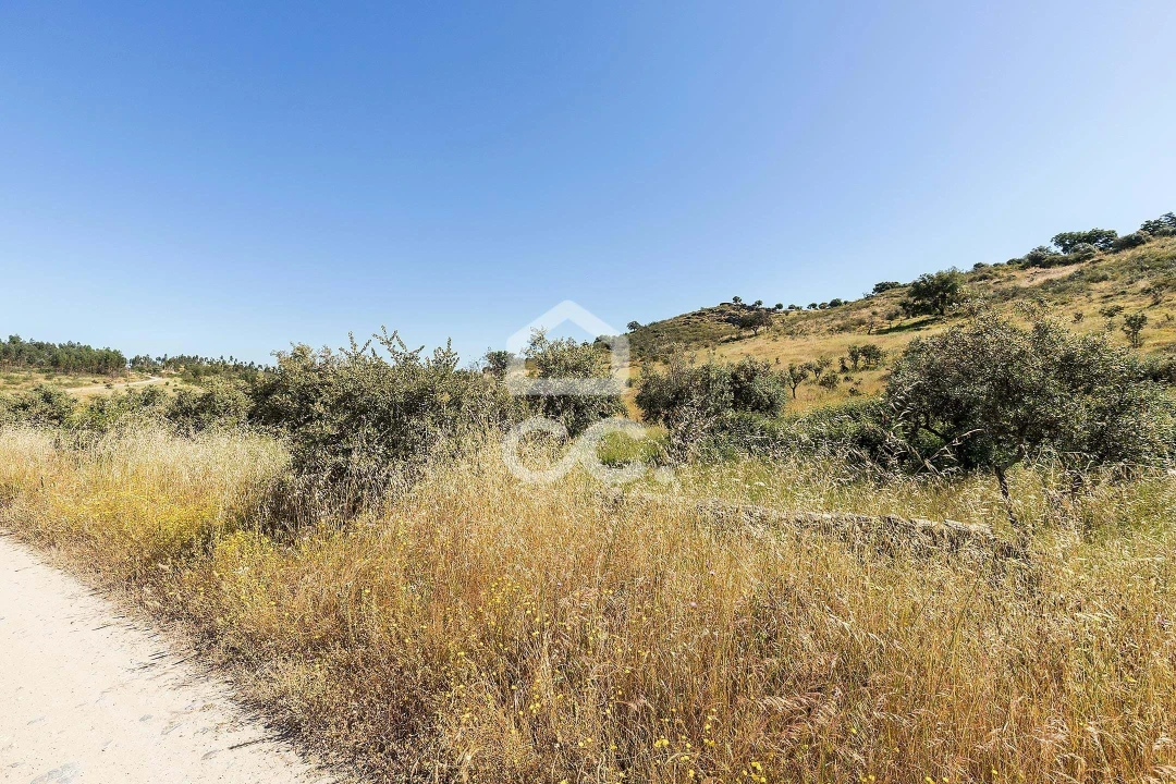 Terreno para Venda em Terena (São Pedro) Foto 7