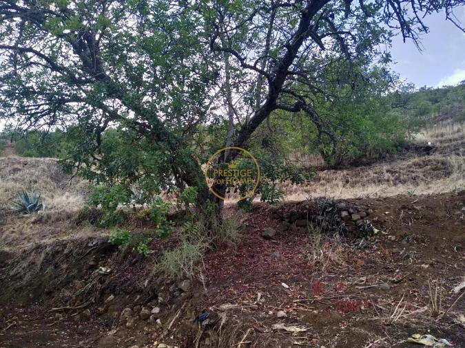 Terreno para Venda em Alte Foto 5