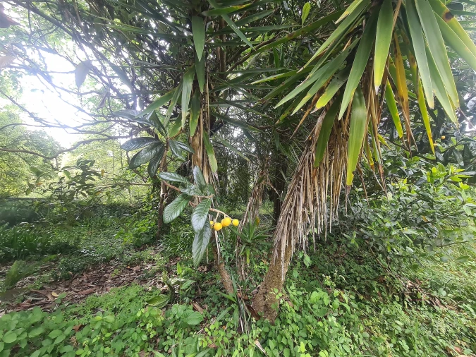 Moradia T5 para Venda em São Paio de Oleiros Foto 26