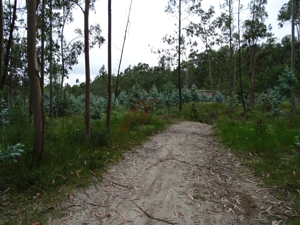 Terreno Agricola ou Rústico para Venda em Silvares (São Martinho) Foto 4